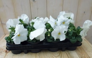 GrootbloemigeViolenWit12stuksViolaWarentuinNatuurlijk-Warentuinnatuurlijk