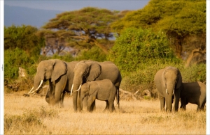 Tuindoekolifanten210x140cmCustomize-it-Customizeit