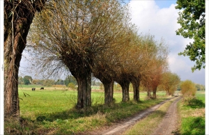 Tuindoekknotwilgenpad210x140cmCustomize-it-Customizeit