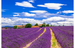 Tuindoeklavendel210x140cmCustomize-it-Customizeit