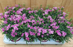 DianthusAnjerPinkKisses8potjespertray-Warentuinnatuurlijk