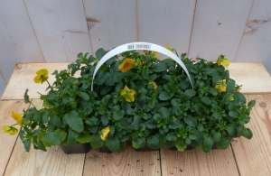 BosviolenViolengeel6stuksintasjeViolaWarentuinNatuurlijk-Warentuinnatuurlijk