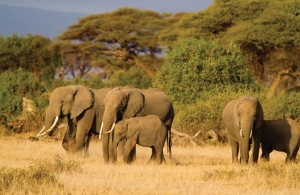 Olifanten140x90cmTuindoekCustomize-it-Customizeit