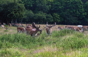 Hertenbos140x90cmTuindoekCustomize-it-Customizeit