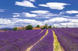Lavendel140x90cmTuindoek-Customizeit