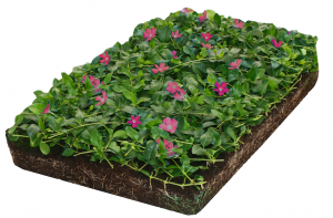 PlantenmatvasteplantenmaagdenpalmVincaAtropurpureaprijsper1m2cmCovergreen-Covergreen