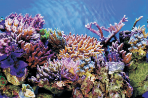 DecoPosterA3100X49CmaquariaSuperfish-Superfish