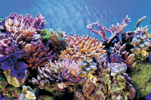 DecoPosterA160X30CmaquariaSuperfish-Superfish