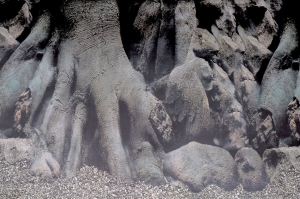 DecoPosterD160X30CmaquariaSuperfish-Superfish