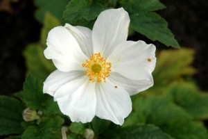 AnemonehybridaHonorineJobert-Samplant