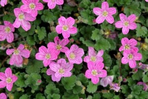 ErodiumvariabileBishopsForm-Samplant