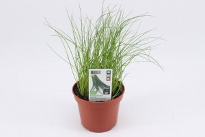 Bieslook-Tuinoptafel
