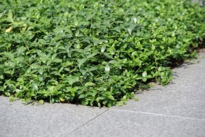 PlantenmatvasteplantenmaagdenpalmVincaminorprijsper1m2cmCovergreen-Covergreen
