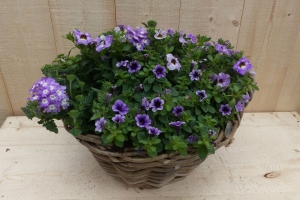 Rietenmandzomerbloeierspaarsblauwdia30cm-Warentuinnatuurlijk