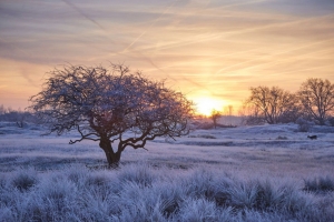 Tuinschilderijwinterwonderl70x50Customize-it-Customizeit