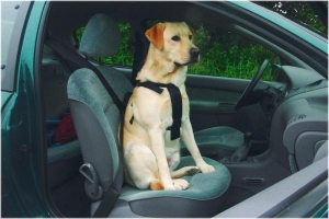 BZWANDEL-ENAUTOGORDELHONDXL