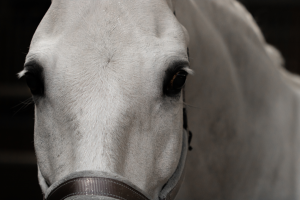 LuckyHorseUnicornGoudenglitterSpray