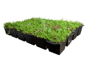 PlantenmatvasteplantencassetteVetkruidSedumdakprijsper1m2cmCovergreen-Covergreen