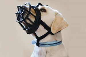 BeezteesMuilkorf-Hond-TPR-Zwart-Maat5