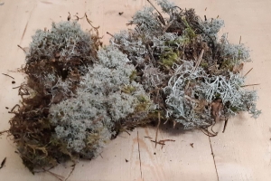 Zilvermosinbakje-Warentuinnatuurlijk