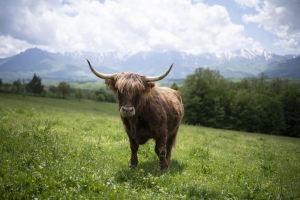 Tuinschilderijhooglndrberg70x50Customize-it-Customizeit