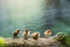 Tuinschilderijviereendjes130x70Customize-it-Customizeit