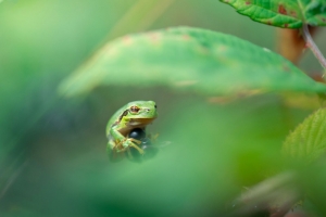 Tuinschilderijkikkergroen130x70Customize-it-Customizeit