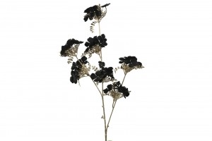 HydrangeaSzwart-Countryfield
