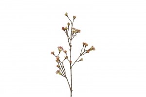 KunstknopAcerrozeCountryfield-Countryfield