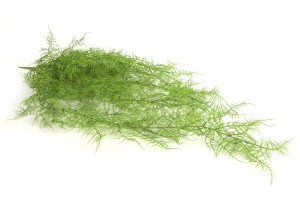 Monilophytaplstnl20b15h105cmgrnCountryfield-Countryfield