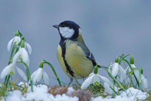 Tuinschilderijmeeswinter70x50cmCustomize-it-Customizeit