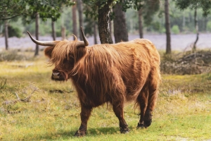 Tuinschilderijschotsvee70x50cmCustomize-it-Customizeit