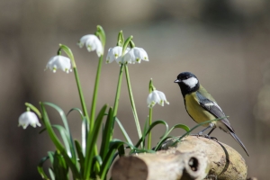 Tuinschilderijkoolmeeslel130x70Customize-it-Customizeit