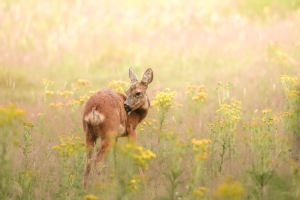 Tuinschilderijhertje70x50cmbruinCustomize-it-Customizeit
