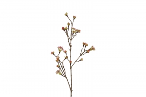 KunstknopAcerrozeCountryfield-Countryfield