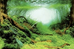 Superfishdecoposterc3100x49cm-Superfish