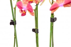 Orchideeclipszwartseta10stuks-Nature
