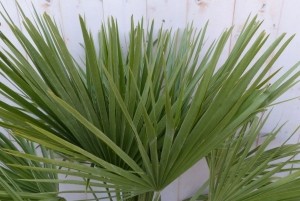 winterhardepalmboomchamaeropshumilis100cmhoog-Warentuinnatuurlijk
