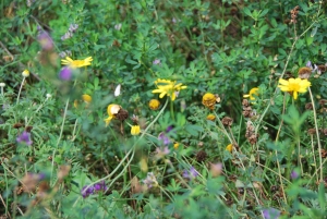 DakgroenBijenenVlindermixmatCompleetincldrainagetype11c16zakkendaktuinsubstraatper24m2max10gradenSempergreen-Sempergreen