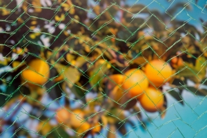 Tuinnetmonogroenmaaswijdte6x6mm75gm25x4mNature-Nature