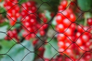 Tuinnetprimozwartmaaswijdte28x28mm12gm25x5mNature-Nature