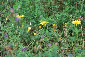 DakgroenBijenenVlindermixmatCompleetincldrainagetype11c16zakkendaktuinsubstraatper24m2max10gradenSempergreen-Sempergreen