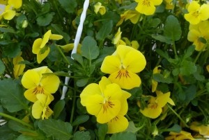 BosviolenViolengeelhangplantViolaWarentuinNatuurlijk-Warentuinnatuurlijk