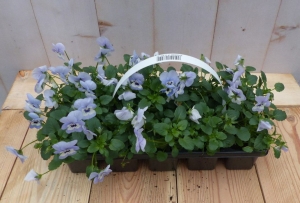 BosviolenViolenlichtblauw6stuksintasjeViolaWarentuinNatuurlijk-Warentuinnatuurlijk