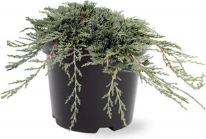 JuniperushorIceeBluepbr25-30cmConifeerJeneverbesWarentuinNatuurlijk-Warentuinnatuurlijk