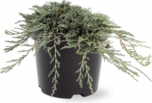JuniperushorIceeBluepbr25-30cmConifeer-Warentuinnatuurlijk