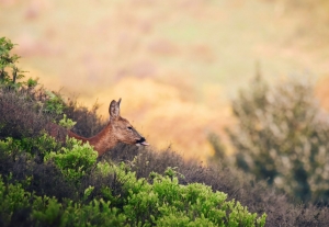 Tuinschilderijherttong1310x70cmCustomize-it-Customizeit