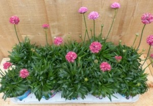 Engelsgras10potjespertraykleurrozenwit-Warentuinnatuurlijk