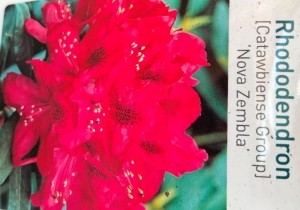 RhododendronNoveZembla-Warentuinnatuurlijk