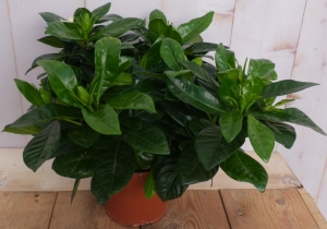 KaapseJasmijnGardeniakamerplantWarentuinNatuurlijk-Warentuinnatuurlijk